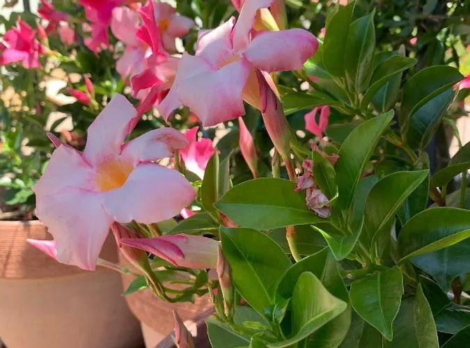 Vendégház Bizjak L'agriturismo